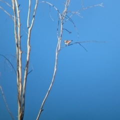 Stagonopleura guttata at Euroa, VIC - suppressed