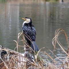 Microcarbo melanoleucos (Little Pied Cormorant) at Watson Green Space - 4 Jun 2023 by AniseStar