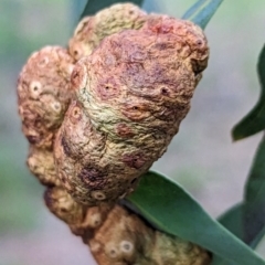 Eucalyptus insect gall at Watson, ACT - 4 Jun 2023 by AniseStar