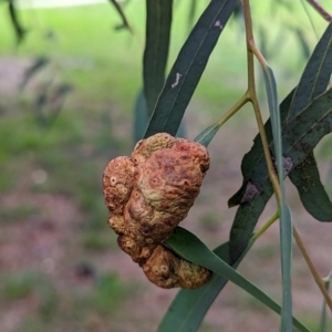 Eucalyptus insect gall at Watson, ACT - 4 Jun 2023 04:04 PM