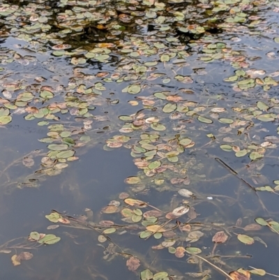 Potamogeton sp (cheesemanii or sulcatus) (Pondweed) at Watson Green Space - 4 Jun 2023 by AniseStar