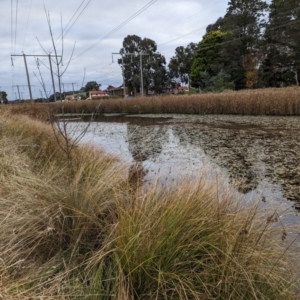 Potamogeton sp (cheesemanii or sulcatus) at Watson, ACT - 4 Jun 2023