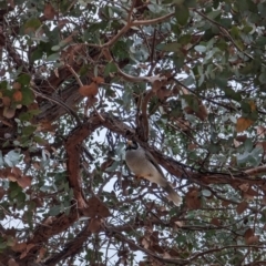 Manorina melanocephala (Noisy Miner) at Watson Green Space - 4 Jun 2023 by AniseStar