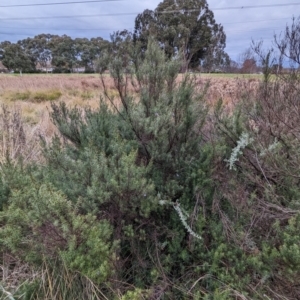 Westringia eremicola (Slender Western Rosemary) at Watson, ACT by AniseStar