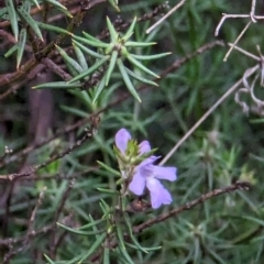 Westringia eremicola at Watson, ACT - 4 Jun 2023