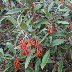 Grevillea victoriae at Watson, ACT - 4 Jun 2023 by AniseStar