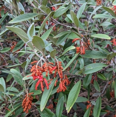 Grevillea victoriae at Watson Green Space - 4 Jun 2023 by AniseStar