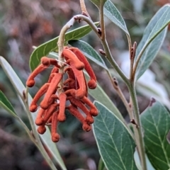 Grevillea victoriae at Watson, ACT - 4 Jun 2023