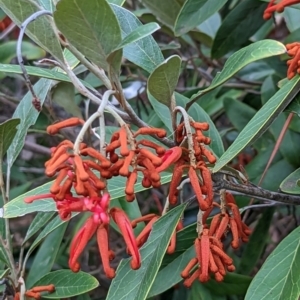 Grevillea victoriae at Watson, ACT - 4 Jun 2023