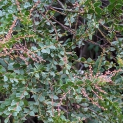 Acacia pravissima (Wedge-leaved Wattle, Ovens Wattle) at Watson Green Space - 4 Jun 2023 by AniseStar