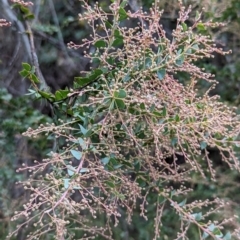 Acacia pravissima at Watson, ACT - 4 Jun 2023