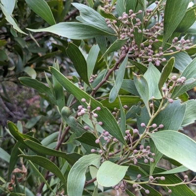 Acacia melanoxylon (Blackwood) at Watson Green Space - 4 Jun 2023 by AniseStar
