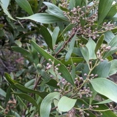 Acacia melanoxylon (Blackwood) at Watson, ACT - 4 Jun 2023 by AniseStar