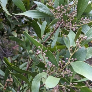 Acacia melanoxylon at Watson, ACT - 4 Jun 2023