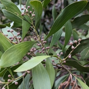 Acacia melanoxylon at Watson, ACT - 4 Jun 2023