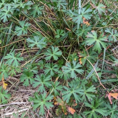 Geranium (genus) (Geranium) at Watson, ACT - 4 Jun 2023 by AniseStar