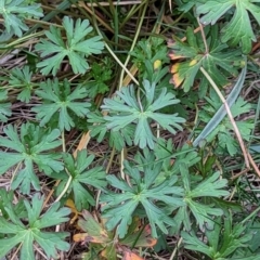 Geranium sp. at Watson, ACT - 4 Jun 2023