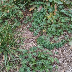 Geranium sp. at Watson, ACT - 4 Jun 2023