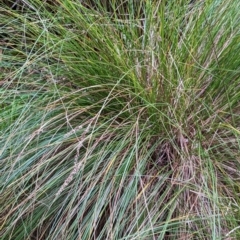 Carex appressa (Tall Sedge) at Watson Green Space - 4 Jun 2023 by AniseStar
