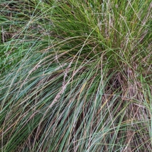 Carex appressa at Watson, ACT - 4 Jun 2023