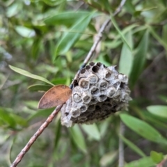 Polistes sp. (genus) (Unidentified paper wasp) at Watson Green Space - 4 Jun 2023 by AniseStar