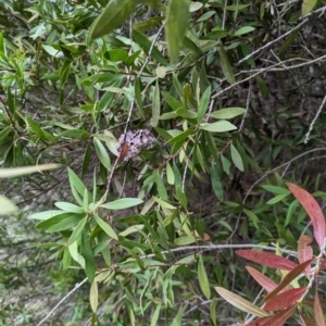 Polistes sp. (genus) at Watson, ACT - 4 Jun 2023