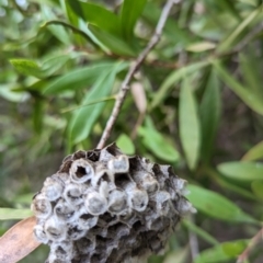 Polistes sp. (genus) at Watson, ACT - 4 Jun 2023