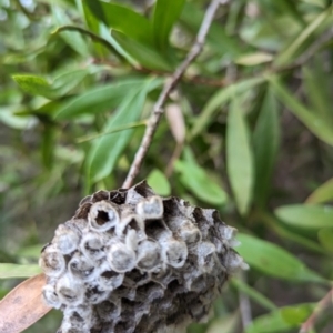 Polistes sp. (genus) at Watson, ACT - 4 Jun 2023