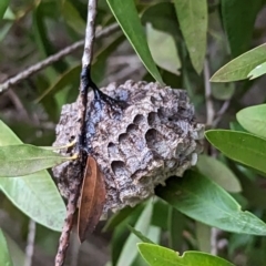 Polistes sp. (genus) at Watson, ACT - 4 Jun 2023