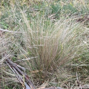 Nassella trichotoma at Watson, ACT - 4 Jun 2023