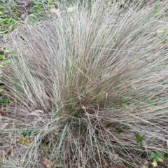 Nassella trichotoma at Watson, ACT - 4 Jun 2023