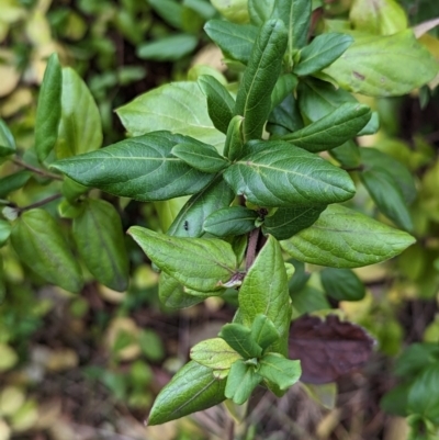 Lonicera japonica (Japanese Honeysuckle) at Watson, ACT - 4 Jun 2023 by AniseStar