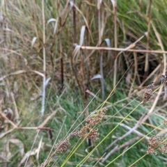 Juncus usitatus (Common Rush) at Watson Green Space - 4 Jun 2023 by AniseStar