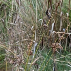 Juncus usitatus at Watson, ACT - 4 Jun 2023 03:34 PM