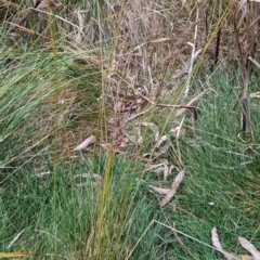 Juncus usitatus at Watson, ACT - 4 Jun 2023 03:34 PM