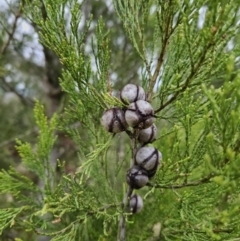 Callitris endlicheri (Black Cypress Pine) at Mount Taylor - 4 Jun 2023 by MatthewFrawley