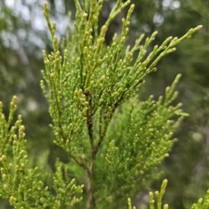 Callitris endlicheri at Kambah, ACT - 4 Jun 2023