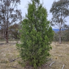 Callitris endlicheri at Kambah, ACT - 4 Jun 2023