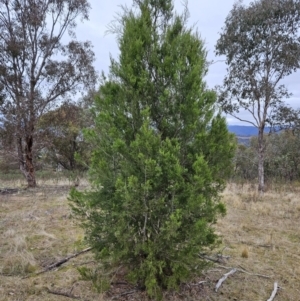 Callitris endlicheri at Kambah, ACT - 4 Jun 2023