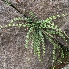 Asplenium flabellifolium (Necklace Fern) at Molonglo River Reserve - 4 Jun 2023 by Steve_Bok