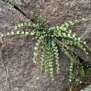 Asplenium flabellifolium at Molonglo Valley, ACT - 4 Jun 2023 03:19 PM