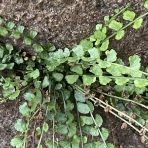 Asplenium flabellifolium at Molonglo Valley, ACT - 4 Jun 2023 03:19 PM