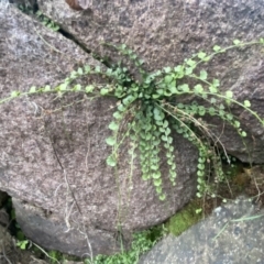 Asplenium flabellifolium at Molonglo Valley, ACT - 4 Jun 2023 03:19 PM