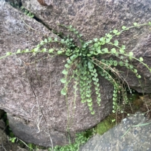 Asplenium flabellifolium at Molonglo Valley, ACT - 4 Jun 2023 03:19 PM