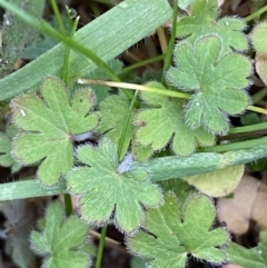 Geranium sp. (Geranium) at Molonglo Valley, ACT - 4 Jun 2023 by Steve_Bok