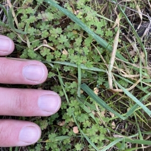 Geranium sp. at Molonglo Valley, ACT - 4 Jun 2023 03:21 PM