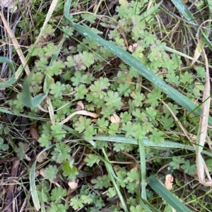 Geranium sp. at Molonglo Valley, ACT - 4 Jun 2023