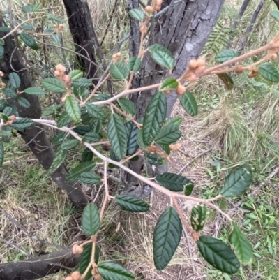 Pomaderris betulina (Birch Pomaderris) at Molonglo Valley, ACT - 4 Jun 2023 by SteveBorkowskis