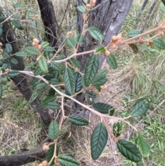 Pomaderris betulina (Birch Pomaderris) at Molonglo River Reserve - 4 Jun 2023 by Steve_Bok