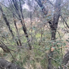 Pomaderris betulina at Molonglo Valley, ACT - 4 Jun 2023